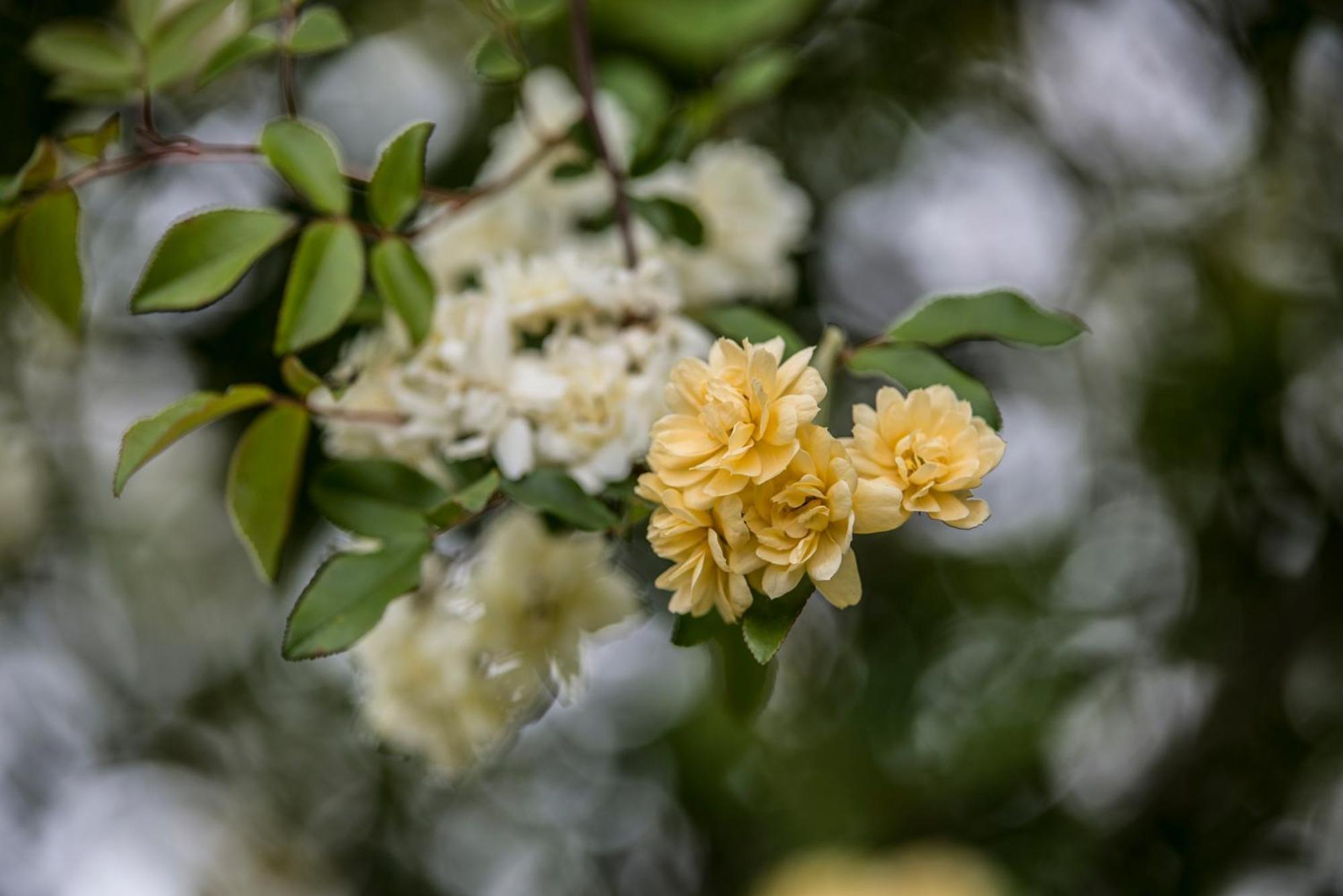 Beechworth Cedar Cottages Rum bild